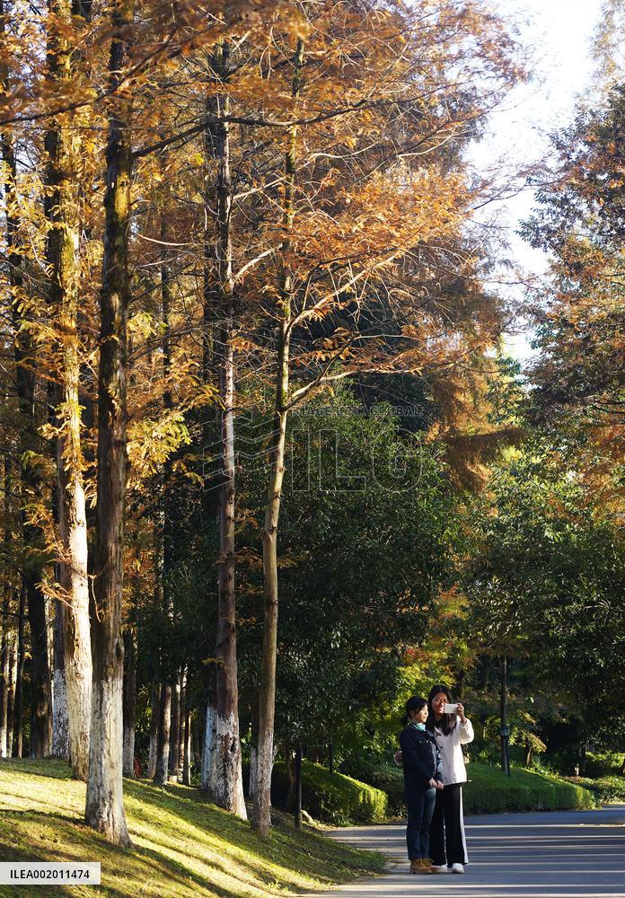 CHINA-JIANGXI-NANCHANG-FOREST-SCENERY (CN)