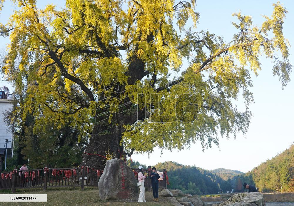 CHINA-JIANGXI-NANCHANG-FOREST-SCENERY (CN)