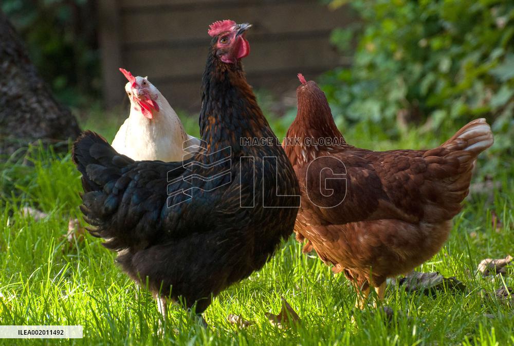 Paris Health Authorities Warns Over Eggs From Domestic Chickens - Paris