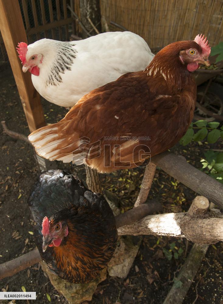 Paris Health Authorities Warns Over Eggs From Domestic Chickens - Paris