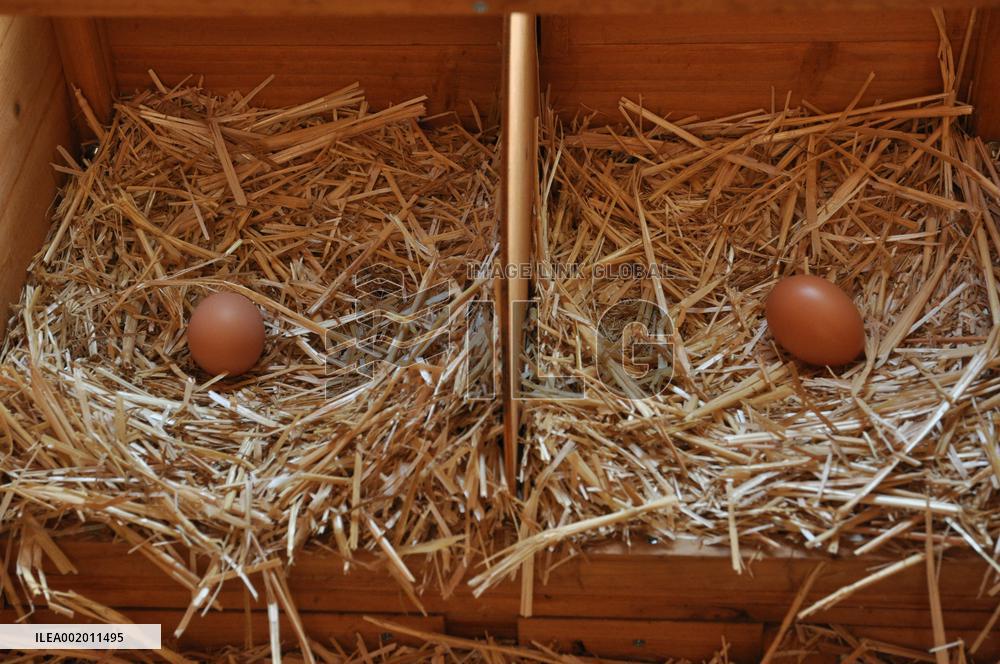 Paris Health Authorities Warns Over Eggs From Domestic Chickens - Paris