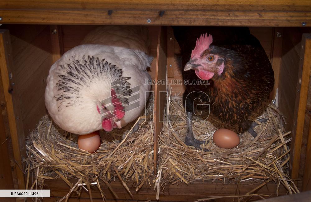 Paris Health Authorities Warns Over Eggs From Domestic Chickens - Paris