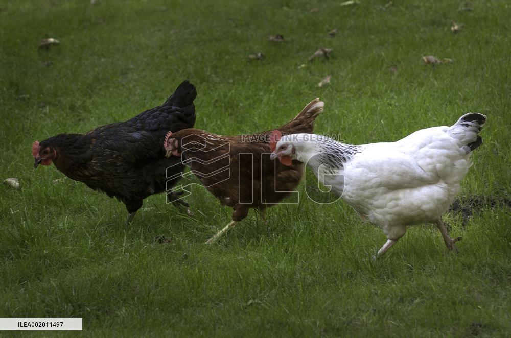 Paris Health Authorities Warns Over Eggs From Domestic Chickens - Paris