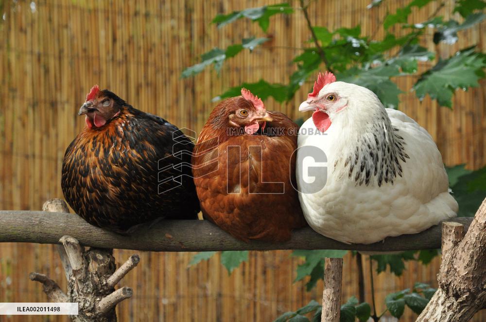 Paris Health Authorities Warns Over Eggs From Domestic Chickens - Paris