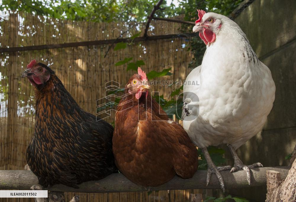Paris Health Authorities Warns Over Eggs From Domestic Chickens - Paris