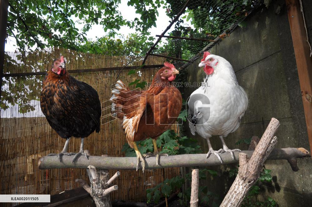 Paris Health Authorities Warns Over Eggs From Domestic Chickens - Paris