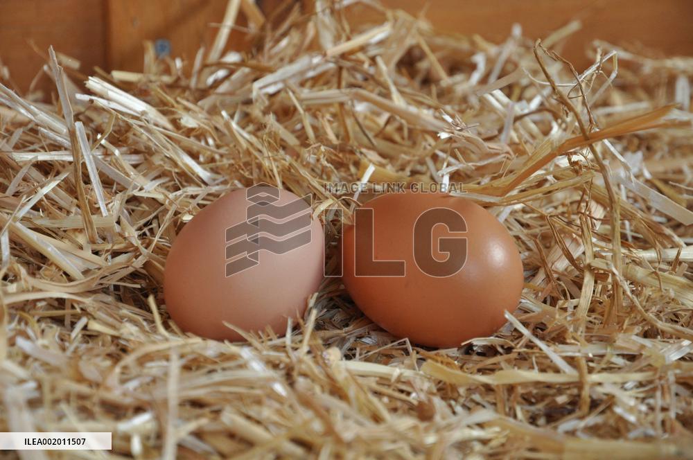 Paris Health Authorities Warns Over Eggs From Domestic Chickens - Paris