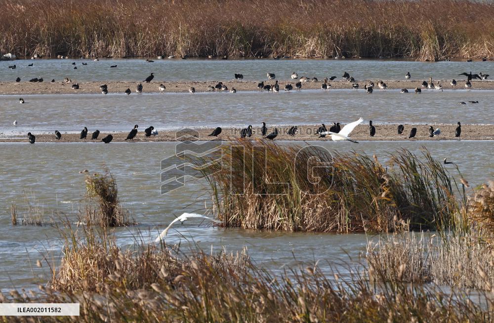 Xinhua Headlines: China employs tech to safeguard int'l bird migration