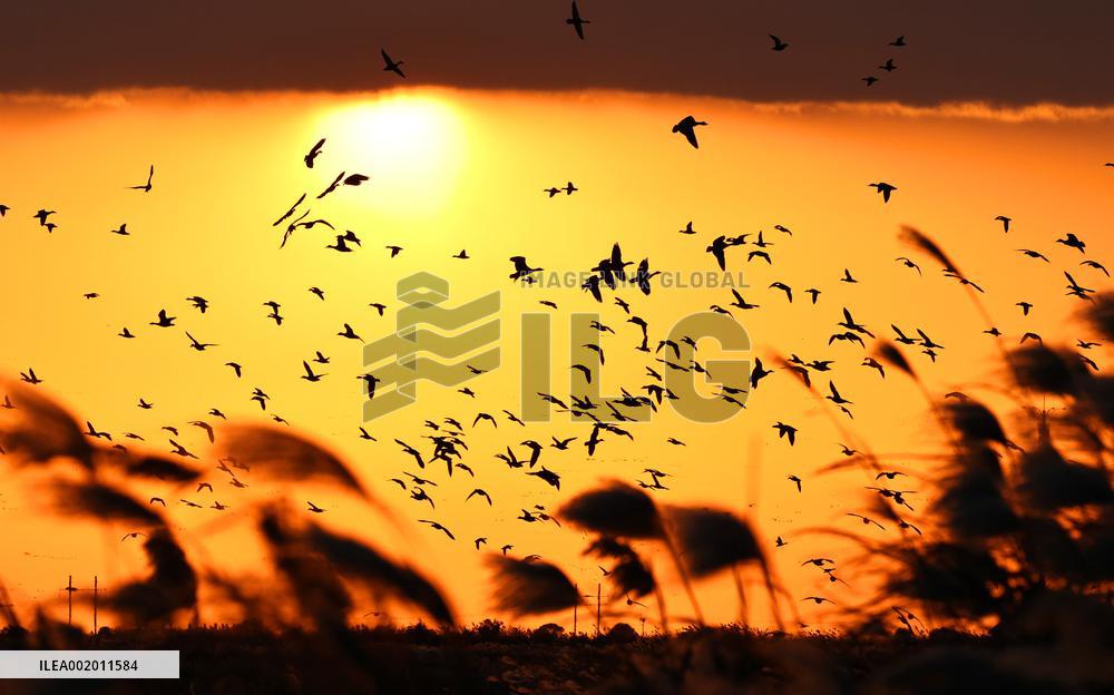 Xinhua Headlines: China employs tech to safeguard int'l bird migration