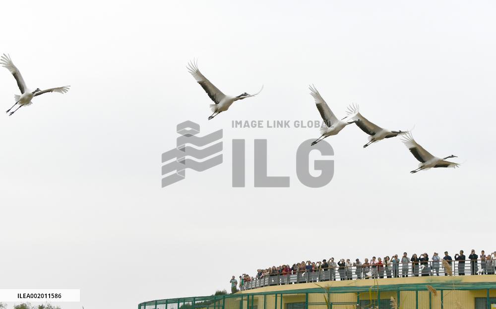 Xinhua Headlines: China employs tech to safeguard int'l bird migration