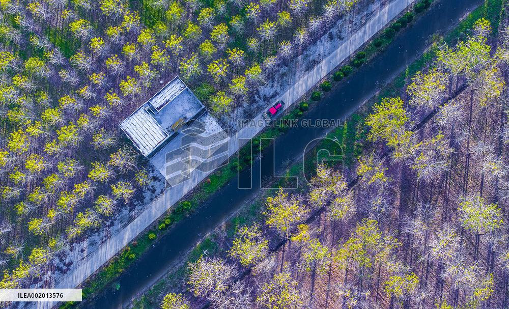 Malang Lake Forest Farm Colorful Poplars in Suqian