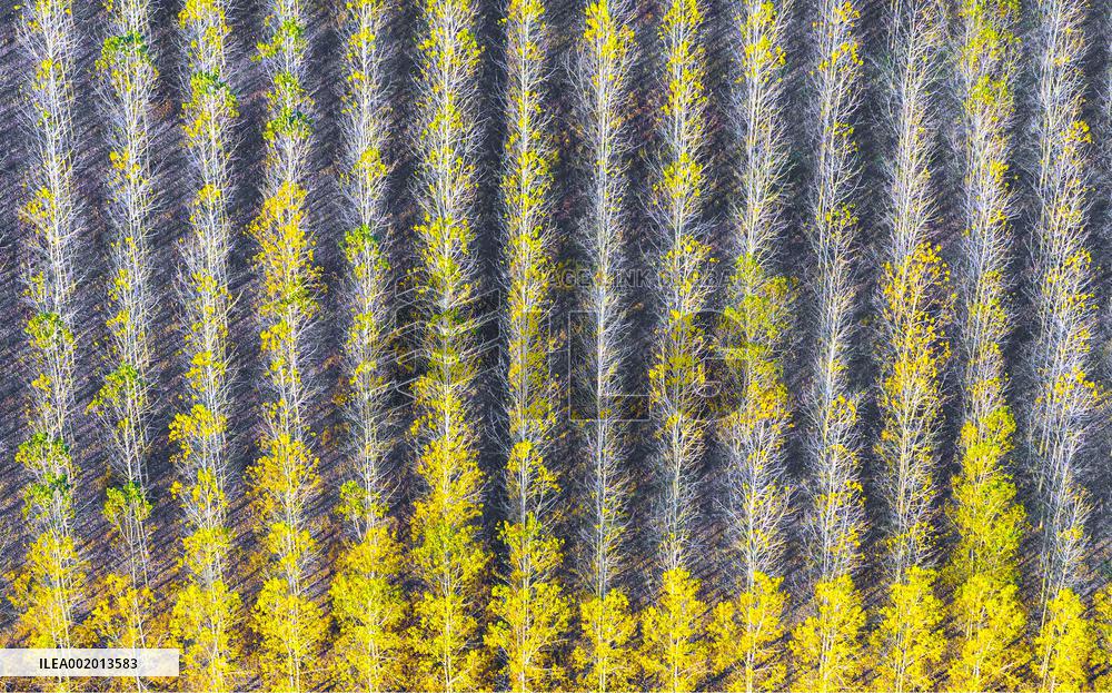 Malang Lake Forest Farm Colorful Poplars in Suqian