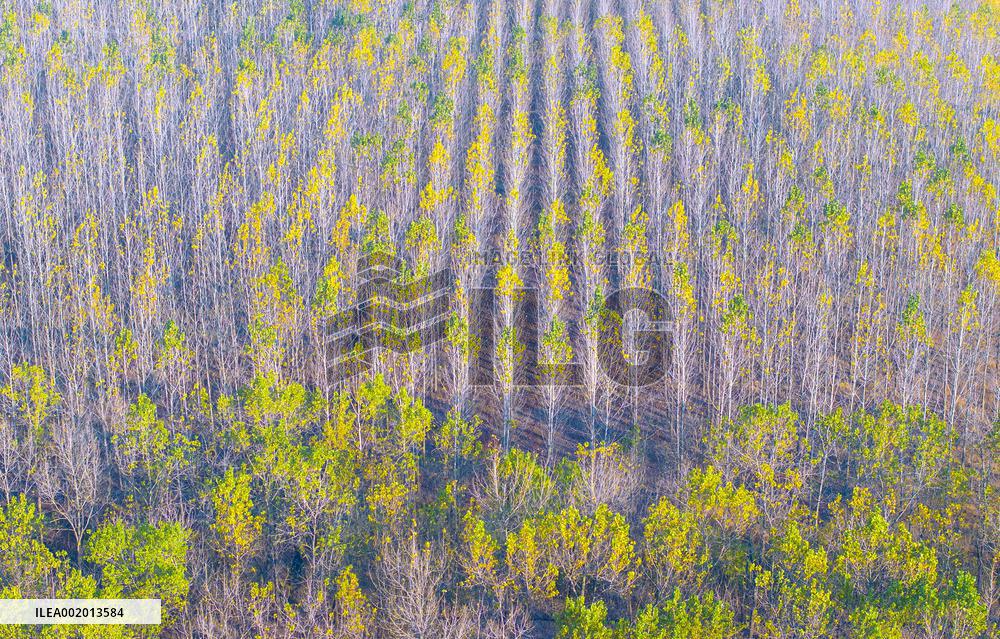 Malang Lake Forest Farm Colorful Poplars in Suqian