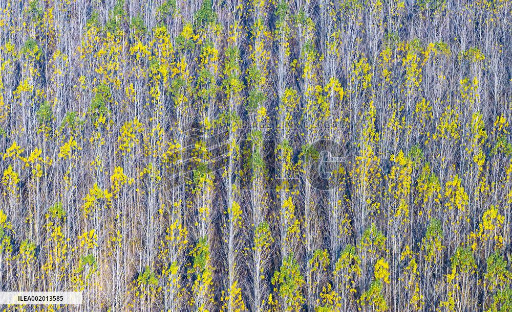 Malang Lake Forest Farm Colorful Poplars in Suqian