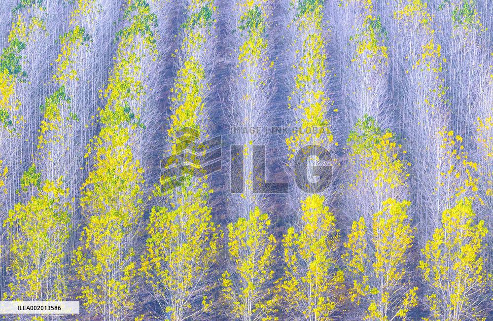 Malang Lake Forest Farm Colorful Poplars in Suqian