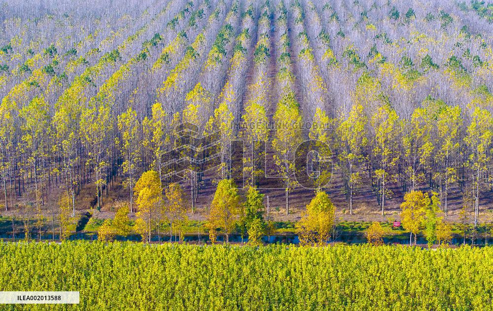 Malang Lake Forest Farm Colorful Poplars in Suqian