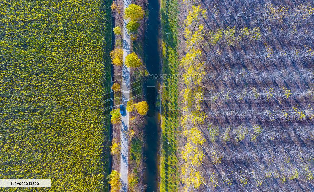 Malang Lake Forest Farm Colorful Poplars in Suqian