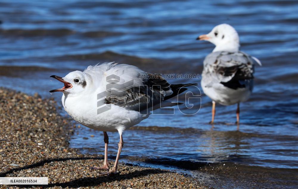 CHINA-QINGHAI-QINGHAI LAKE-WINTER SCENERY (CN)