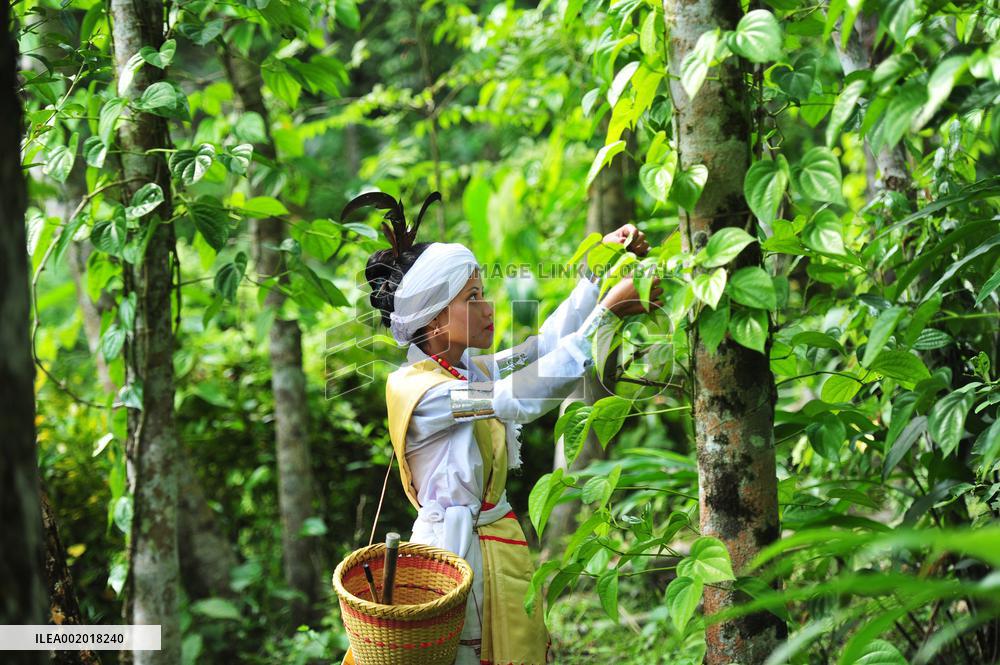 Khasi Seng Kut Snem Celebration - Bangladesh