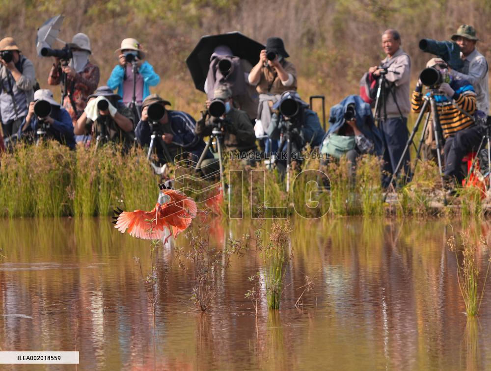(EnchantingGuangxi)CHINA-GUANGXI-NANNING-SCARLET IBIS