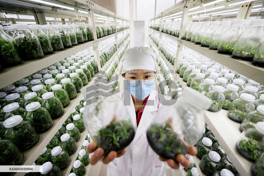 Yachangorchids National Nature Reserve Smart Management Digitization in Baise