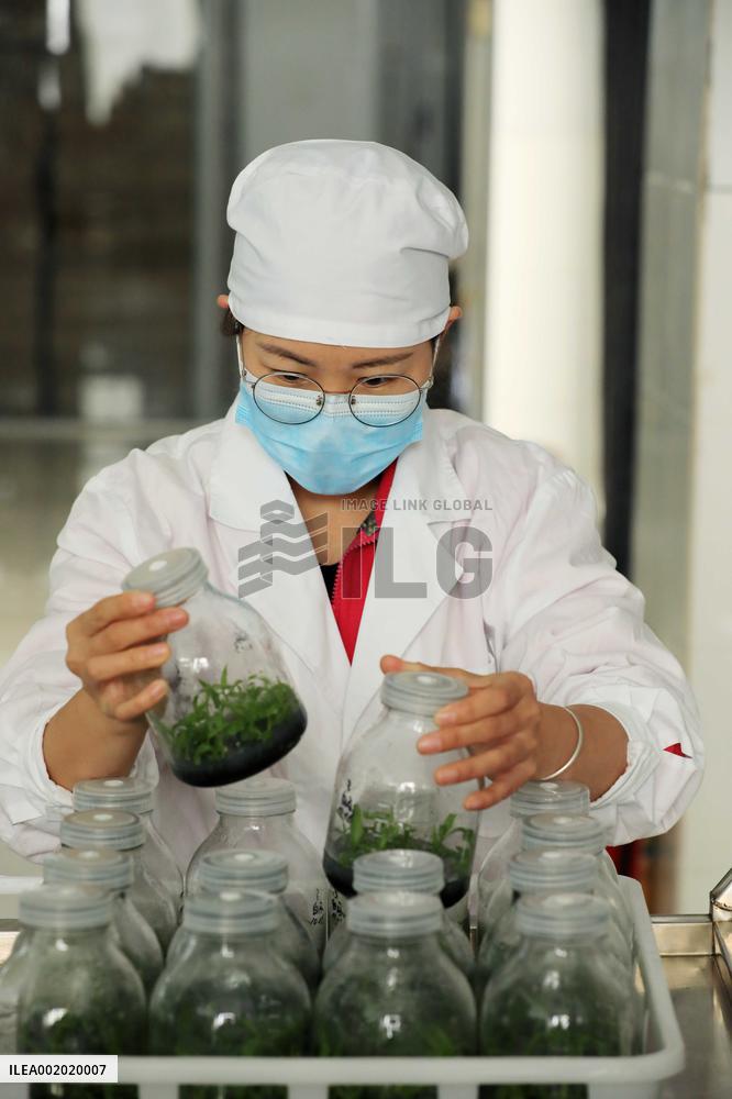 Yachangorchids National Nature Reserve Smart Management Digitization in Baise