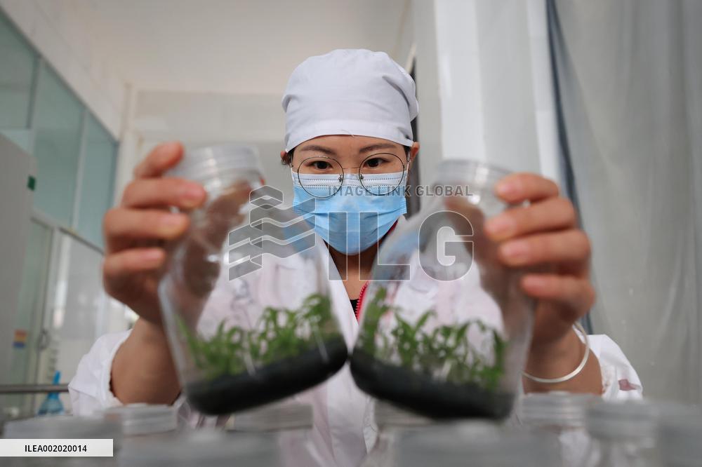 Yachangorchids National Nature Reserve Smart Management Digitization in Baise