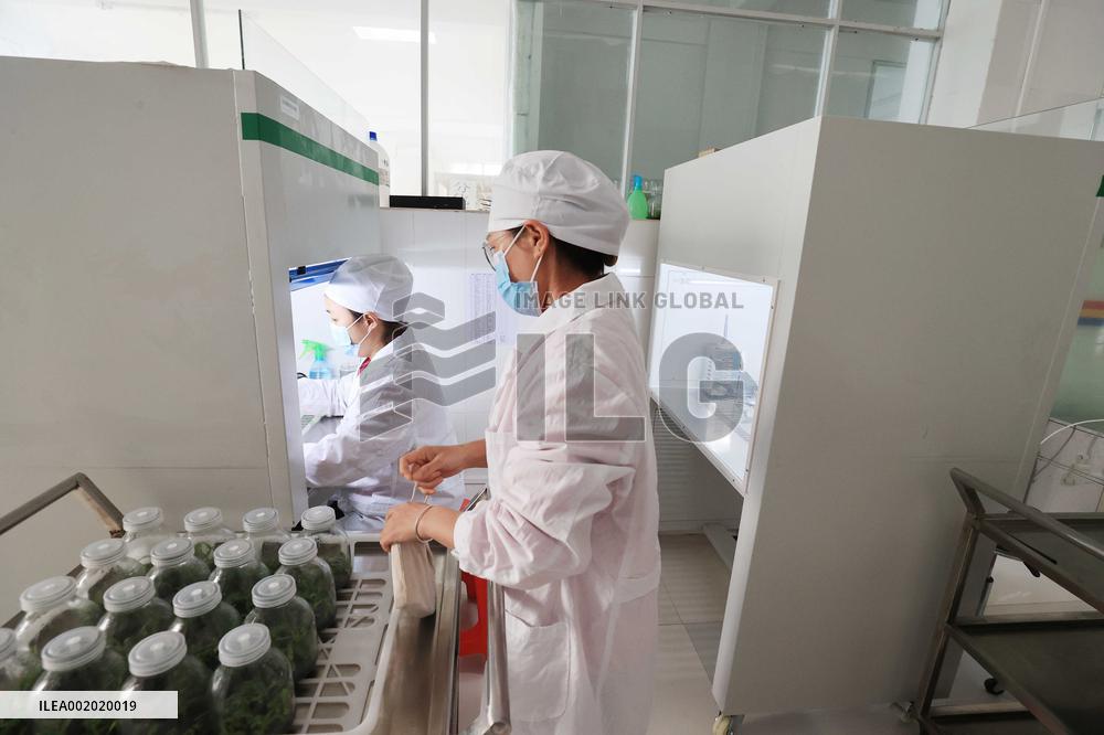 Yachangorchids National Nature Reserve Smart Management Digitization in Baise