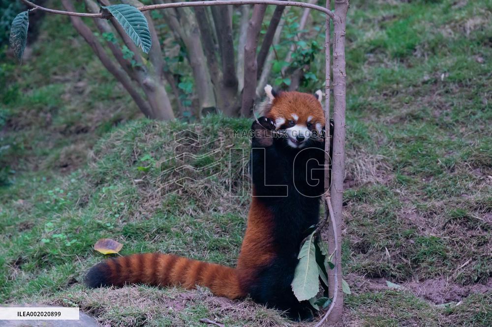 Red Pandas Play at Chongqing Zoo