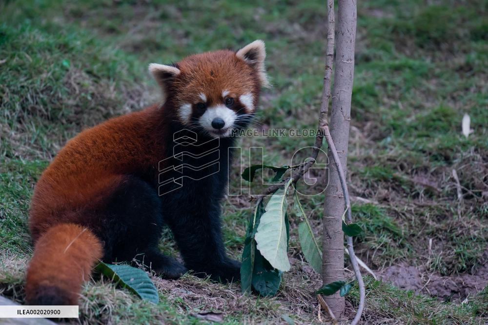 Red Pandas Play at Chongqing Zoo