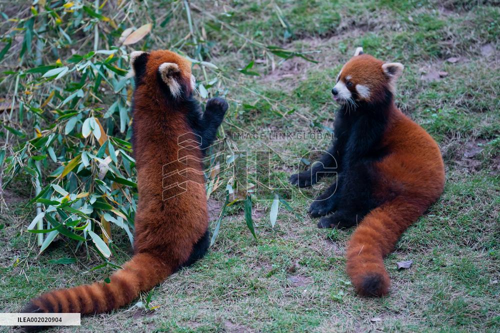 Red Pandas Play at Chongqing Zoo