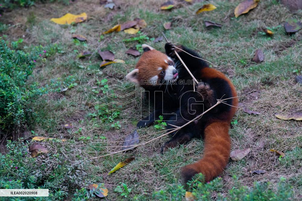 Red Pandas Play at Chongqing Zoo