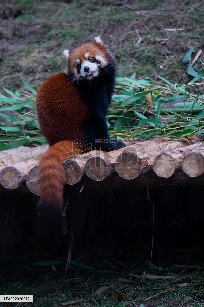 Red Pandas Play at Chongqing Zoo