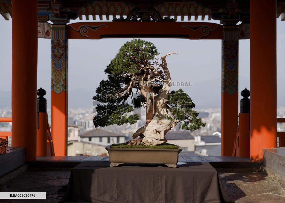 JAPAN-KYOTO-CHINA-BONSAI AND SUISEKI EXHIBITION
