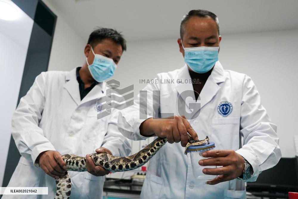 CHINA-ANHUI-QIMEN-SNAKEBITE-INSTITUTE (CN)