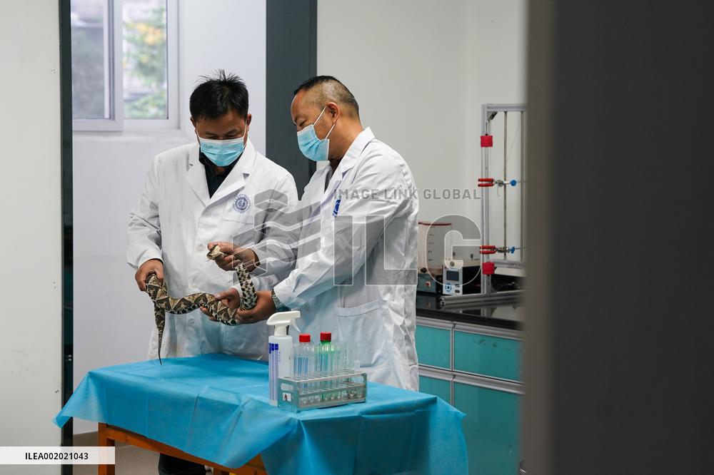 CHINA-ANHUI-QIMEN-SNAKEBITE-INSTITUTE (CN)
