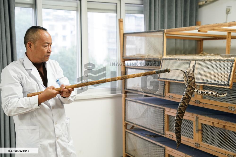 CHINA-ANHUI-QIMEN-SNAKEBITE-INSTITUTE (CN)