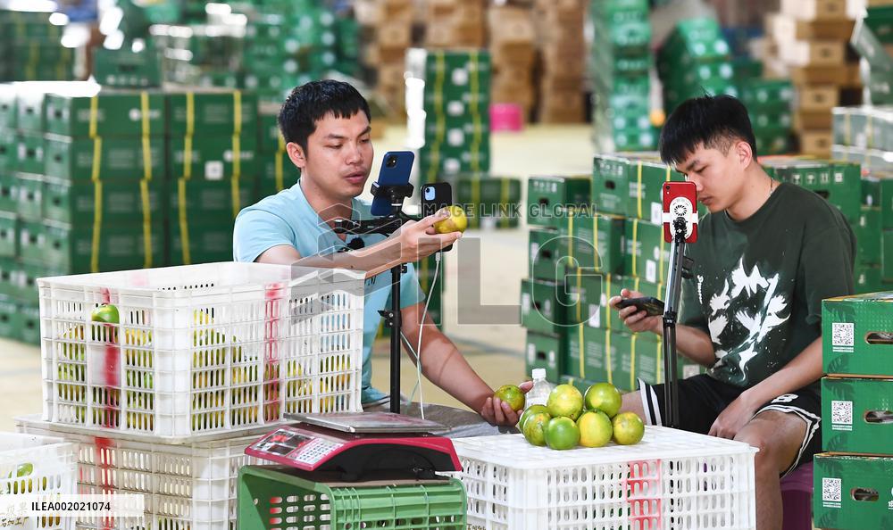 CHINA-HAINAN-QIONGZHONG-GREEN ORANGE-HARVEST (CN)