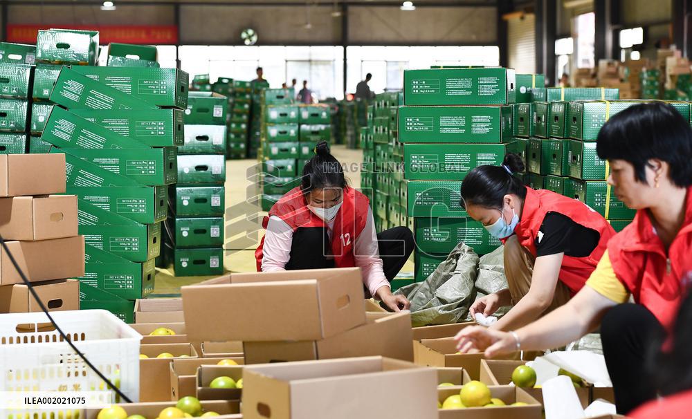 CHINA-HAINAN-QIONGZHONG-GREEN ORANGE-HARVEST (CN)