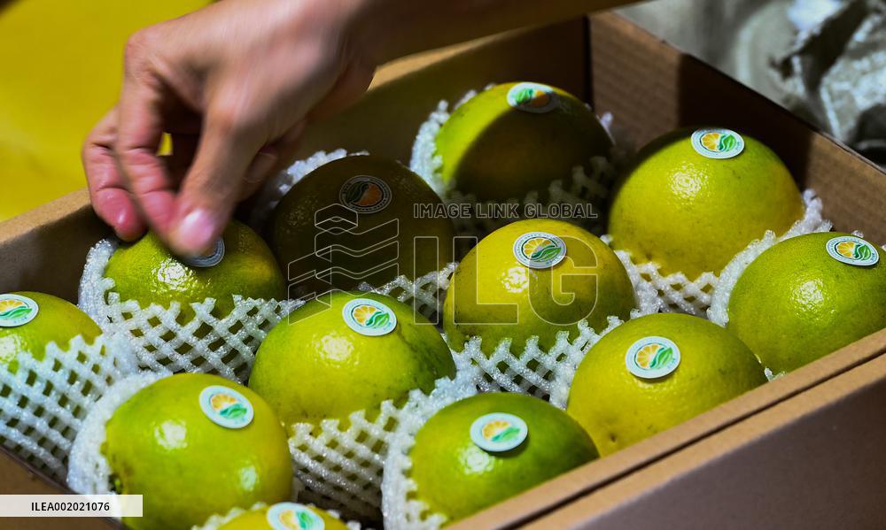 CHINA-HAINAN-QIONGZHONG-GREEN ORANGE-HARVEST (CN)