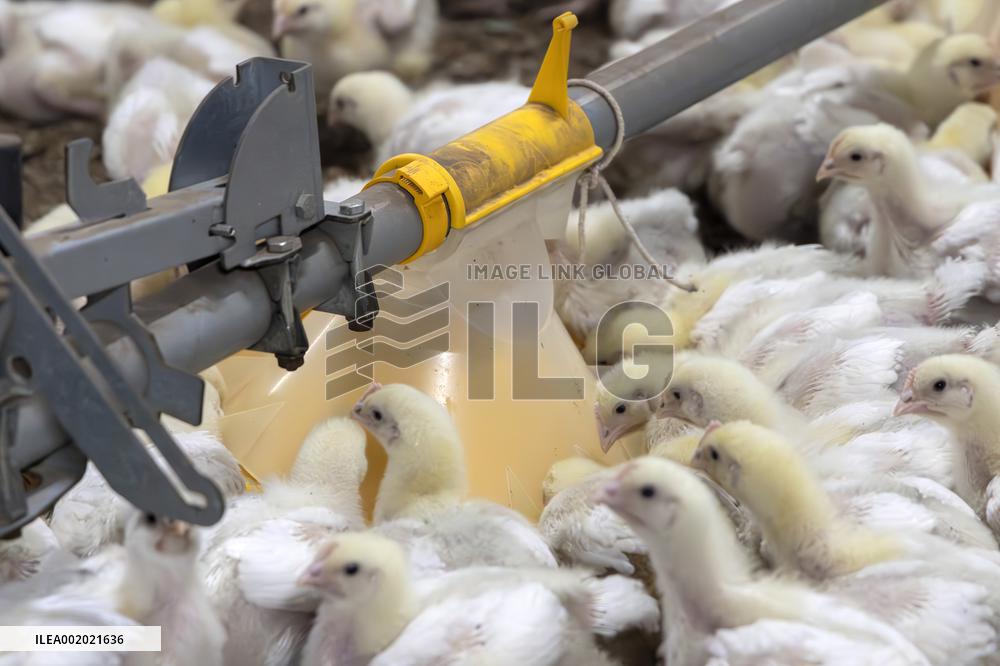 FINLAND-ATRIA-POULTRY EXPORT