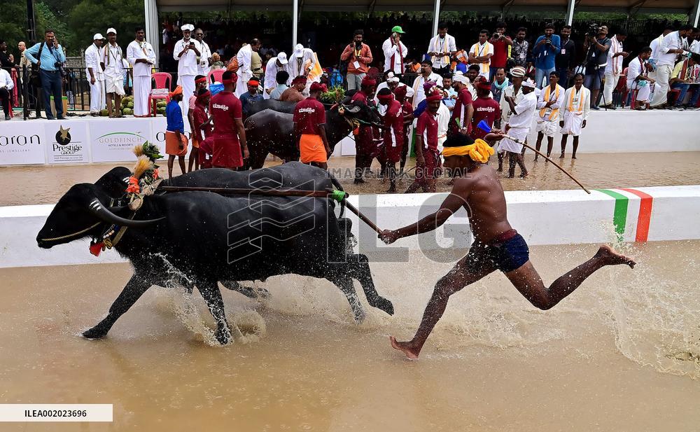 INDIA-BENGALURU-KAMBALA-BUFFALO-RACE