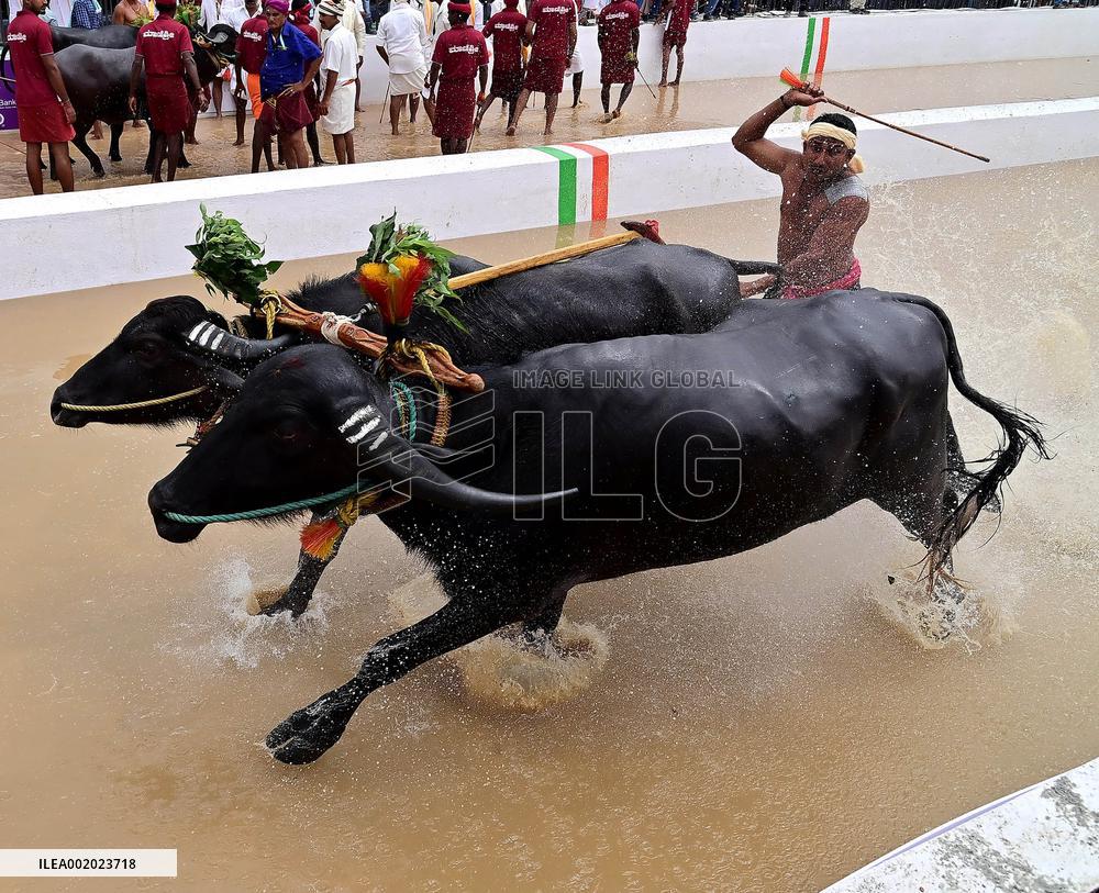 INDIA-BENGALURU-KAMBALA-BUFFALO-RACE