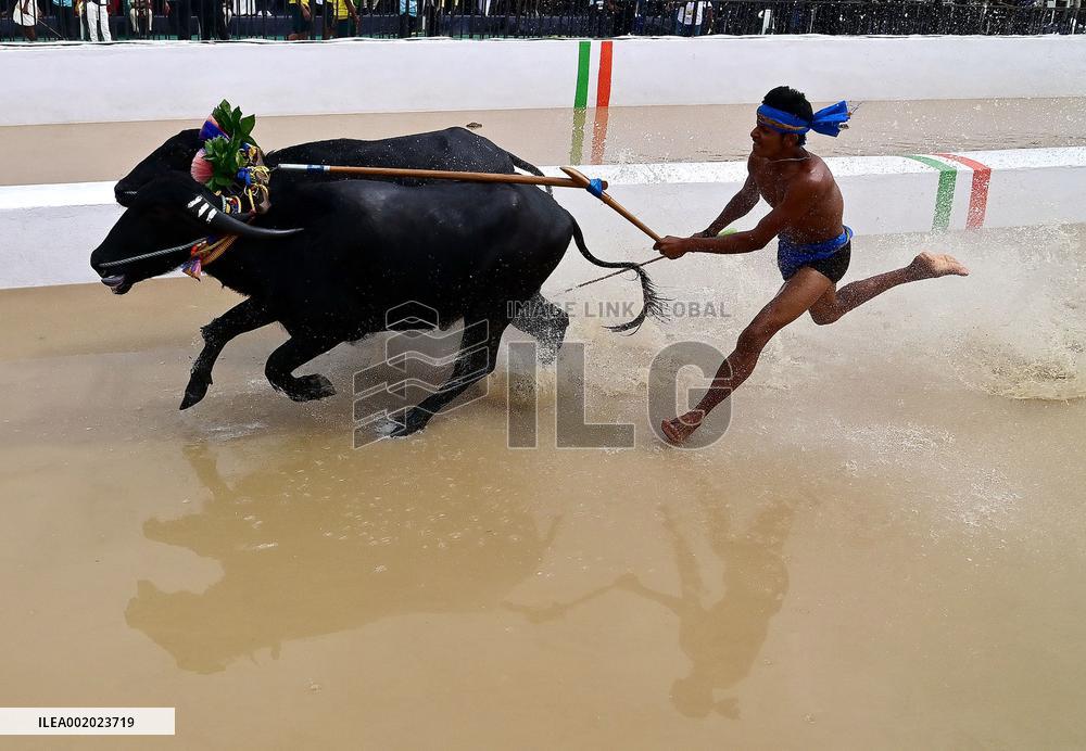 INDIA-BENGALURU-KAMBALA-BUFFALO-RACE