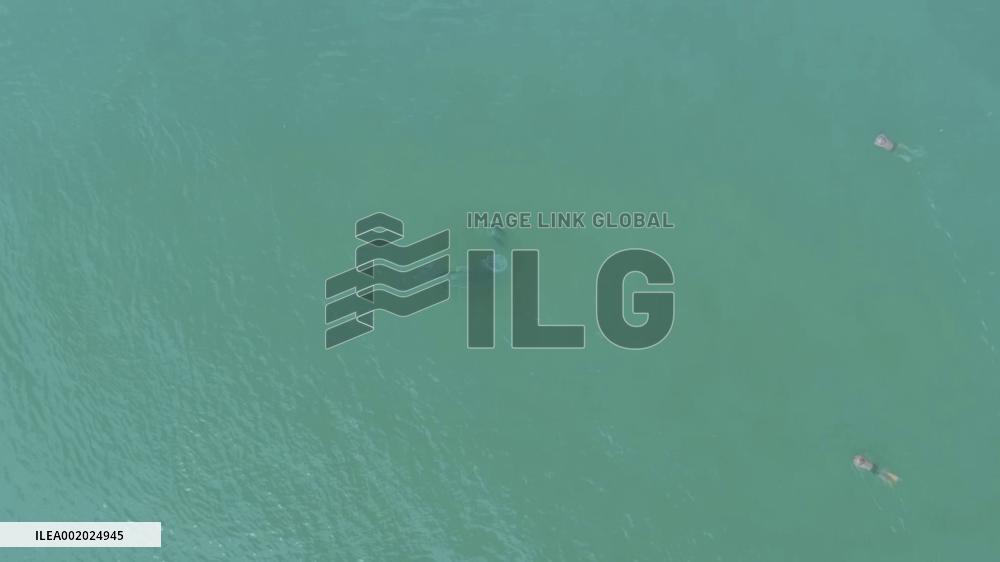 A shutterbug's passion for finless porpoises