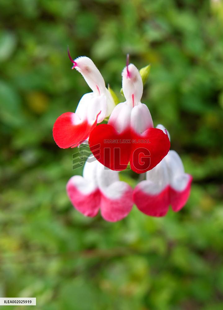 Flowers Look Like Birds in Yichang