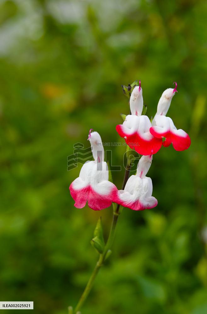 Flowers Look Like Birds in Yichang