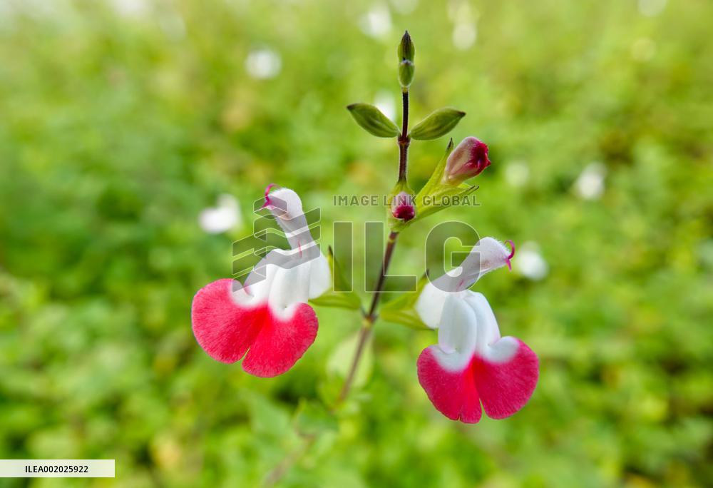 Flowers Look Like Birds in Yichang
