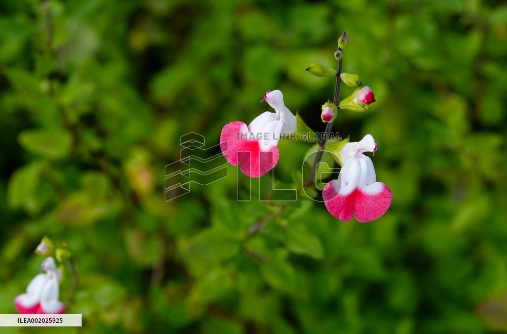 Flowers Look Like Birds in Yichang