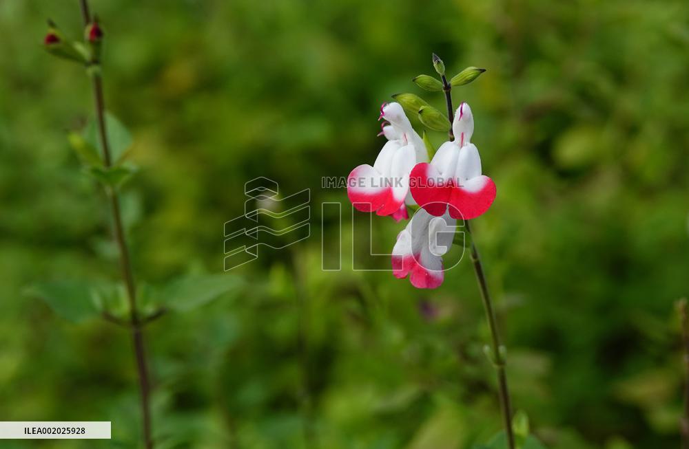 Flowers Look Like Birds in Yichang